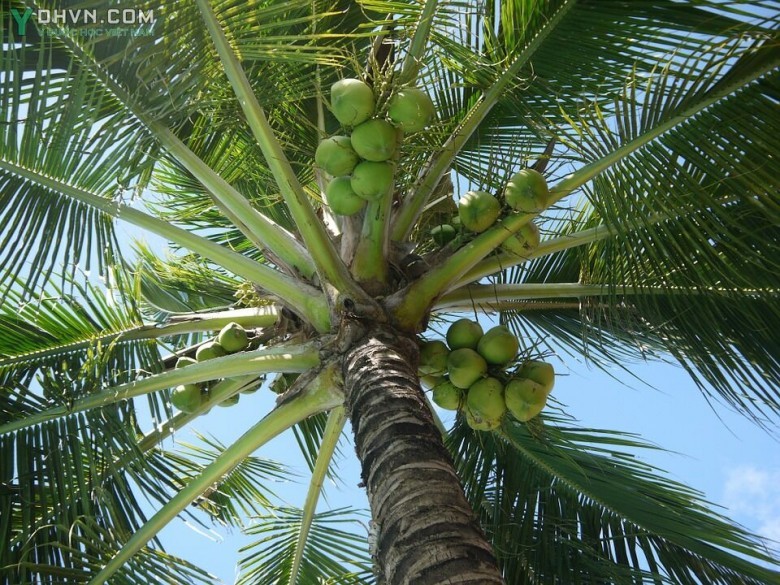 Cây Dừa. Cocos nucifera L - Cây Thuốc Nam Quanh Ta